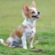 Chihuahua-training: regels en beheersing van basiscommando's