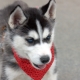 Training and education of huskies at home