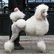 Training a poodle at home
