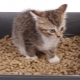 Woody cat litter: how to choose and use correctly?