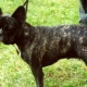 Fransk bulldogbrindlefärg: hur det ser ut och hur man bryr sig om det?