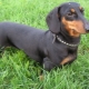 Smooth-haired dachshunds: breed characteristics and recommendations for content