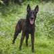 Dutch Shepherd Dog: breed description and content