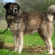 Chiens de berger grec: Description et conditions de la race de chien