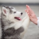 Characteristics and features of the content of the husky puppies age 2 months