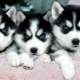 Characteristics and content of puppies Husky age 1 month