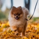 Characteristics, pros and cons of the breed Spitz