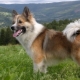 Islandsk hund: beskrivelse og innhold