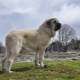 Spansk mastiff: vad är den här hunden och hur man ska ta hand om det?