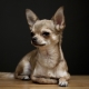 Chihuahua breed history