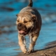 Ca-de-bou: descripción de la raza del perro, la naturaleza y el contenido