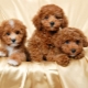 How and what to feed that toy poodle?