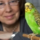 Como ensinar um papagaio ondulado para falar?