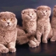 What do you call a cat and a cat of the Scottish Fold breed?