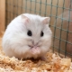 How to determine the sex of the Jungar hamster?
