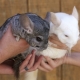 How to determine the sex of the chinchilla?