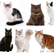 Hoe het ras van katten en katten bepalen?