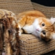 Hoe kun je een kat spenen om meubels en behang te verscheuren?