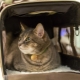 Kaip transportuoti katę lėktuve?