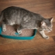 How to teach a cat to a tray in a new place?