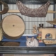 How to make a cage for chinchilla do it yourself?