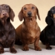 How to raise and train a dachshund?