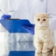 Castration and sterilization of Scottish cats and cats: features and age