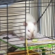 A patkányok ketrecei csinálják magukat: opciók és lépésről lépésre