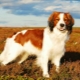 Koikherhondie: description of the breed and features of the content of dogs