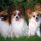 Continental Toy Spaniel: Characteristics and Content Tips