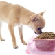 Chihuahua מזון: דירוג של יצרן ותכונות בחירה