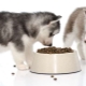 Husky eten: soorten en subtiliteiten naar keuze