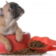 Fødevarer til den franske bulldog: hvad er og hvordan man vælger?