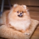 Feeding and caring for a Pomeranian Spitz at home