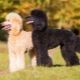 Royal poodle: variaties in kleur, karakter en training