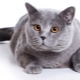 Skót rövidszőrű macska: fajta leírása és tartalma