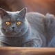 Rövidszőrű macskafajták: az ellátás típusa, választása és jellemzői