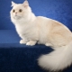 Napóleon fajtájú macskák: a kezelés leírása és jellemzői