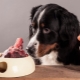 Kutya csontjai: mit lehet adni és melyeket nem lehet táplálni?