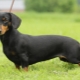 Rabbit dachshund: types and rules of content