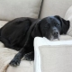 Labrador in an apartment: the pros and cons, the rules of maintenance