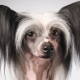 „Bald Chinese Crested Dog“: aprašymas ir jo priežiūros sąlygos