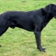 Majorcan Shepherd Dogs: وصف تولد وقواعد حفظ
