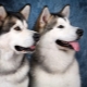 Malamute and Husky: description and differences of breeds