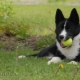 Karelian Dog Dog: описание и съдържание на породата