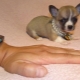 Micro-Chihuahua: jak psi vypadají a jak je udržet?