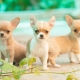 Mini-Chihuahua: ¿cómo se ven los perros y cómo mantenerlos?