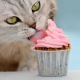 חתולים יכולים לטעום מתוק ולמה?
