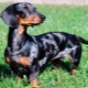 Marble dachshund: color features, nature and content