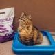Kačių kraikas galima nuplauti tualetu